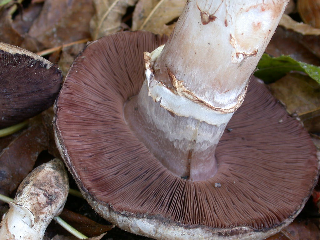 Chi sono .... QUIZ difficile